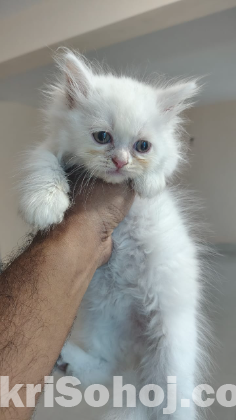 Pure Persian